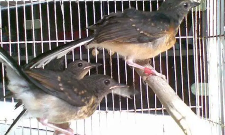 budidaya burung hias budidaya burung hias