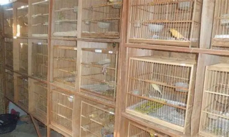 kandang burung kandang burung