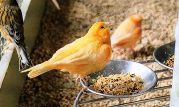 anakan kenari anakan kenari