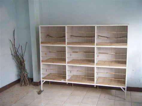 kandang ternak burung murai kandang ternak burung murai