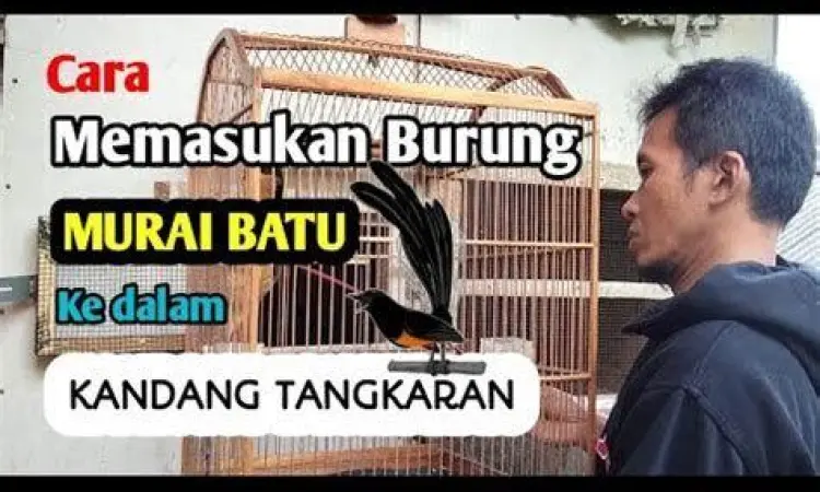 proses perjodohan murai batu