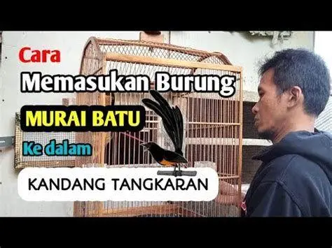 proses perjodohan murai batu proses perjodohan murai batu