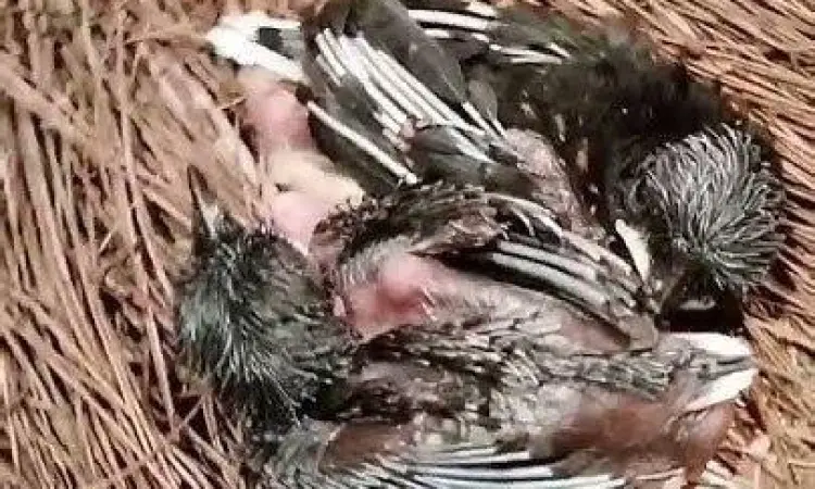 perawatan piyik murai batu