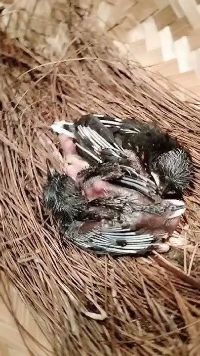 perawatan piyik murai batu perawatan piyik murai batu