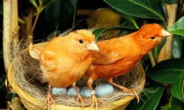 indukan burung kenari