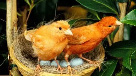 indukan burung kenari indukan burung kenari