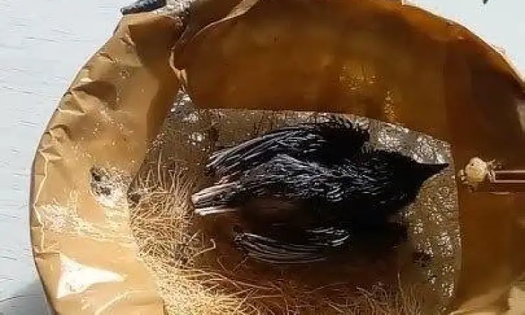 anakan burung kenari anakan burung kenari