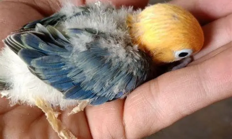 proses meloloh anakan burung lovebird