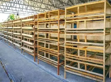 kandang puyuh modern desain kandang puyuh petelur