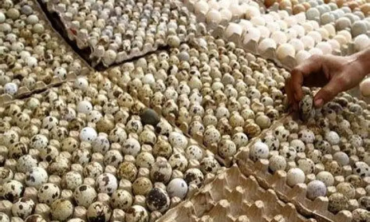 panen telur puyuh segar