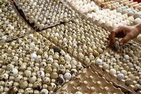 panen telur puyuh panen telur puyuh segar