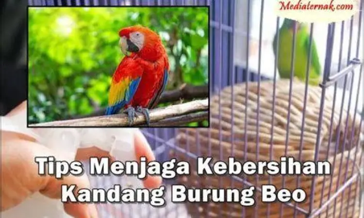 kebersihan kandang