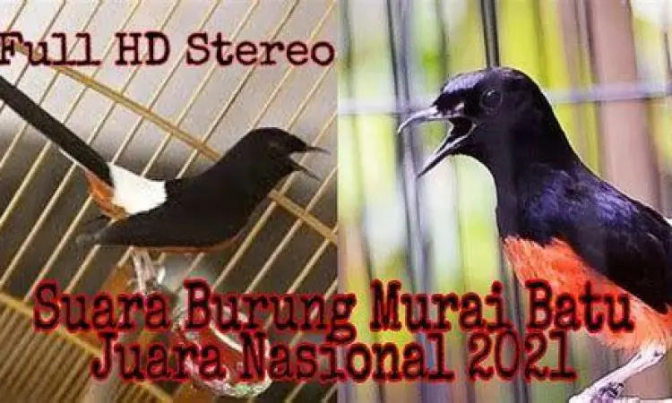 burung murai batu
