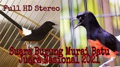 burung murai batu burung murai batu