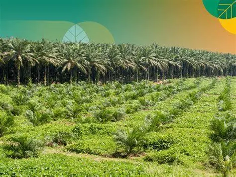 Hasil Usaha Perkebunan Perkebunan Kelapa Sawit