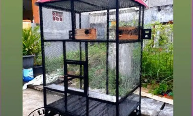 kandang ternak burung kandang ternak burung