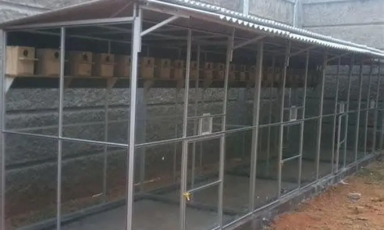 kandang ternak kenari kandang ternak kenari