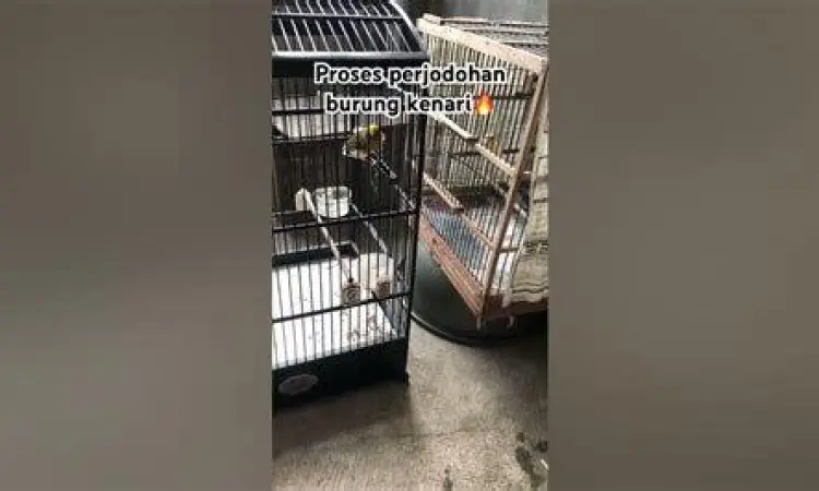 perjodohan burung kenari perjodohan burung kenari