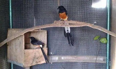 ternak murai batu ternak murai batu