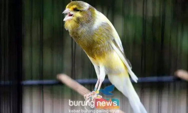 burung kenari juara