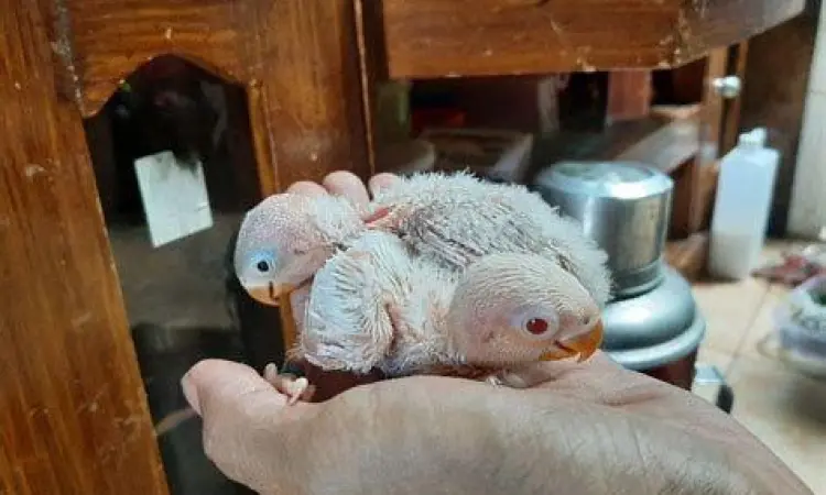 Anakan Lovebird Anakan Lovebird