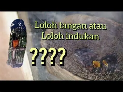 anakan murai batu anakan murai batu