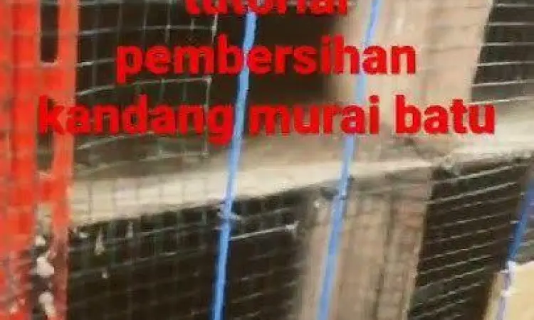 kebersihan kandang murai