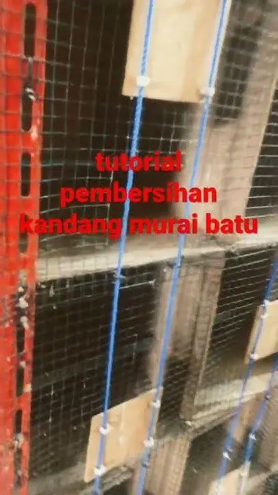 kebersihan kandang murai kebersihan kandang murai