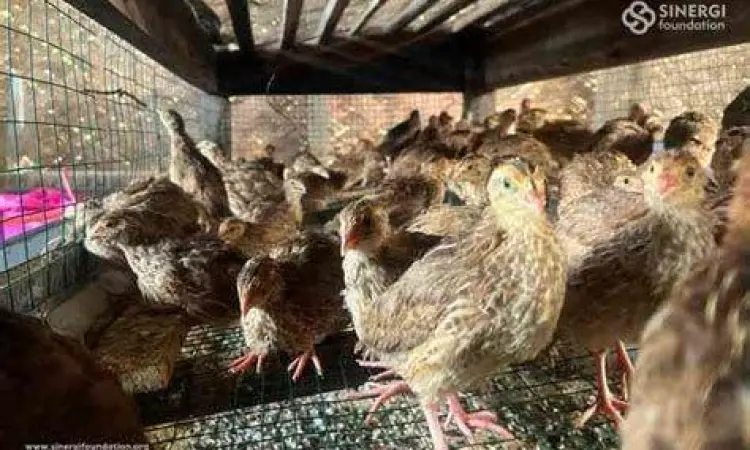 peternakan burung puyuh