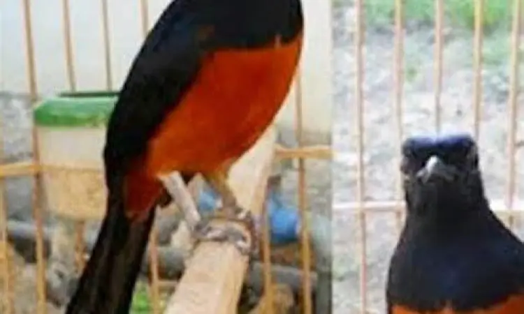 simulasi budidaya burung