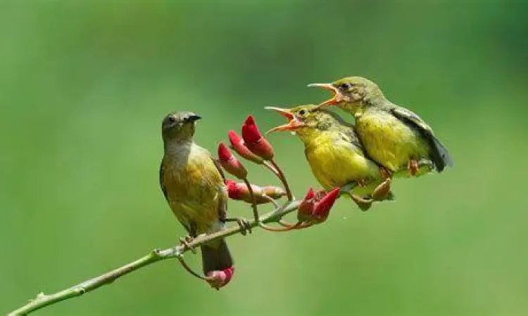 lomba burung digital kompetisi burung virtual