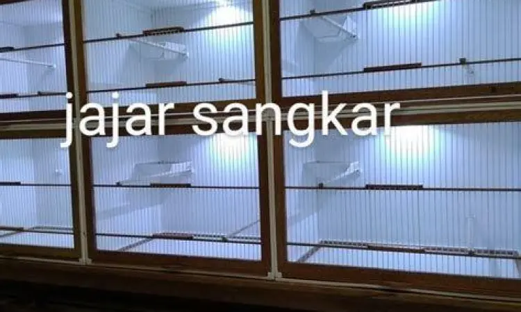 Kandang Ternak Burung Kenari Model Box