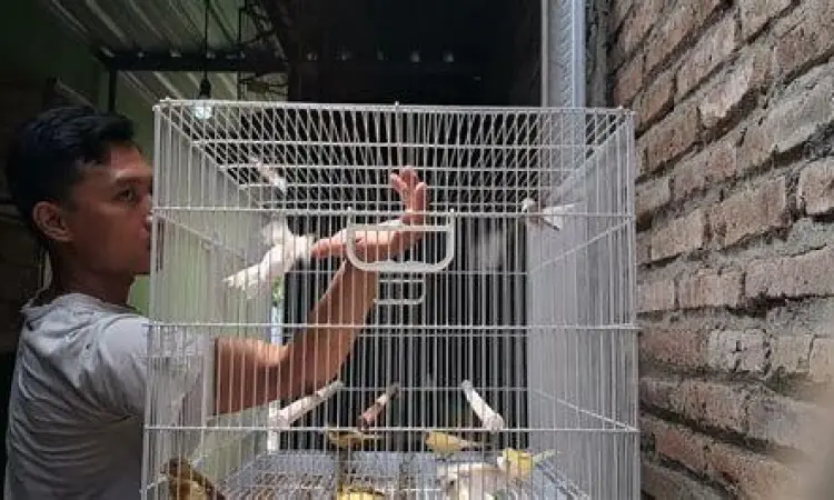 Membersihkan Kandang Ternak Burung Kenari Membersihkan Kandang Ternak Burung Kenari