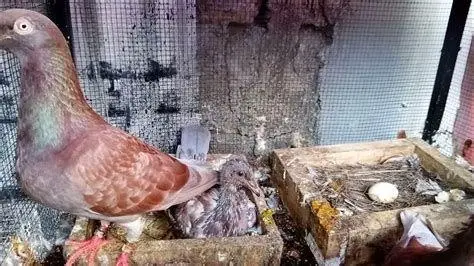 bibit merpati bibit merpati