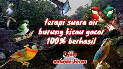 terapi suara burung terapi suara burung