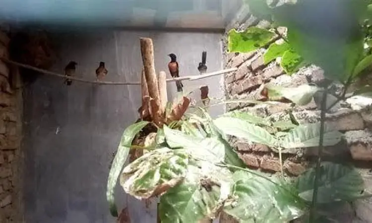 penangkaran murai batu