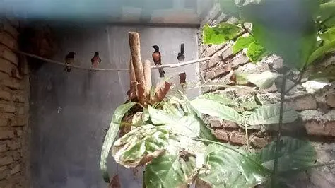 penangkaran murai batu penangkaran murai batu