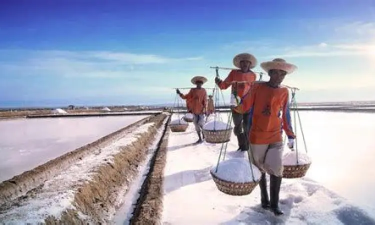 produksi garam tambak garam tradisional
