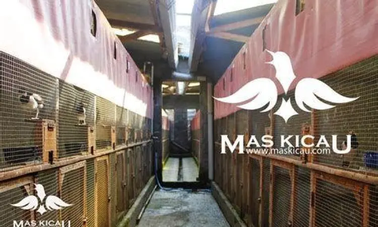 kandang ternak jalak suren