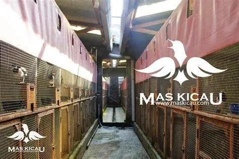 kandang ternak jalak suren kandang ternak jalak suren