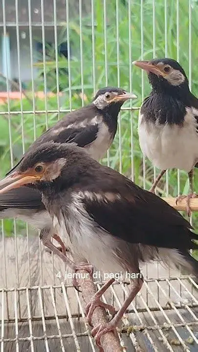 anakan jalak suren anakan jalak suren