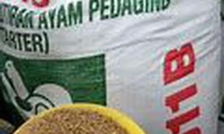 pakan ternak pakan ternak