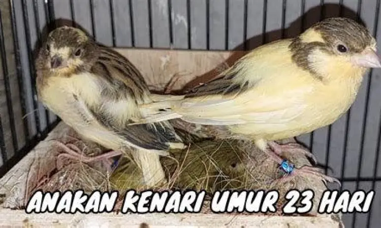 indukan kenari unggul indukan kenari unggul