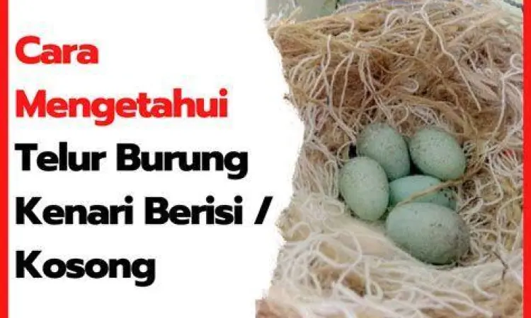 proses mengeram telur proses mengeram telur