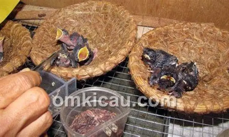 anakan burung kicau anakan burung kicau