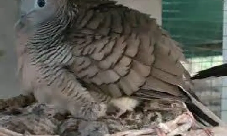 Indukan Burung Perkutut Indukan Burung Perkutut