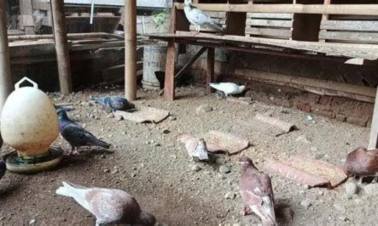 Anakan Merpati Sehat