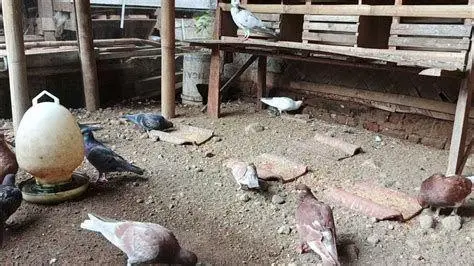 Anakan Merpati Sehat Anakan Merpati Sehat