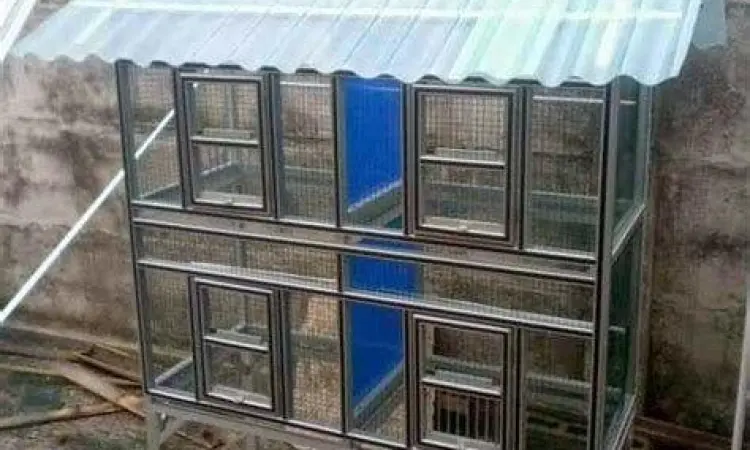 desain sangkar burung ternak