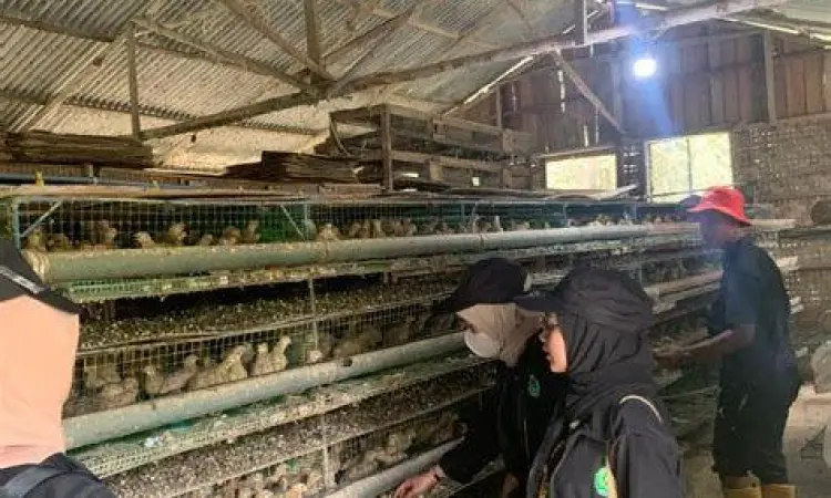 pemasaran burung hasil ternak